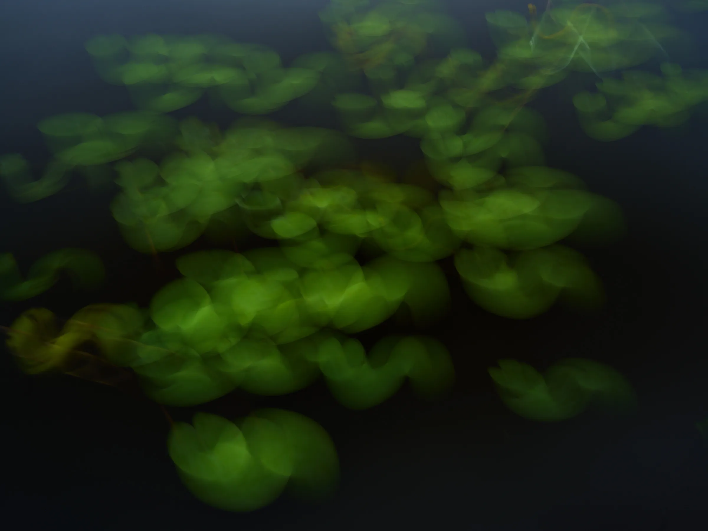 Motion-blurred water lily leaves on dark water