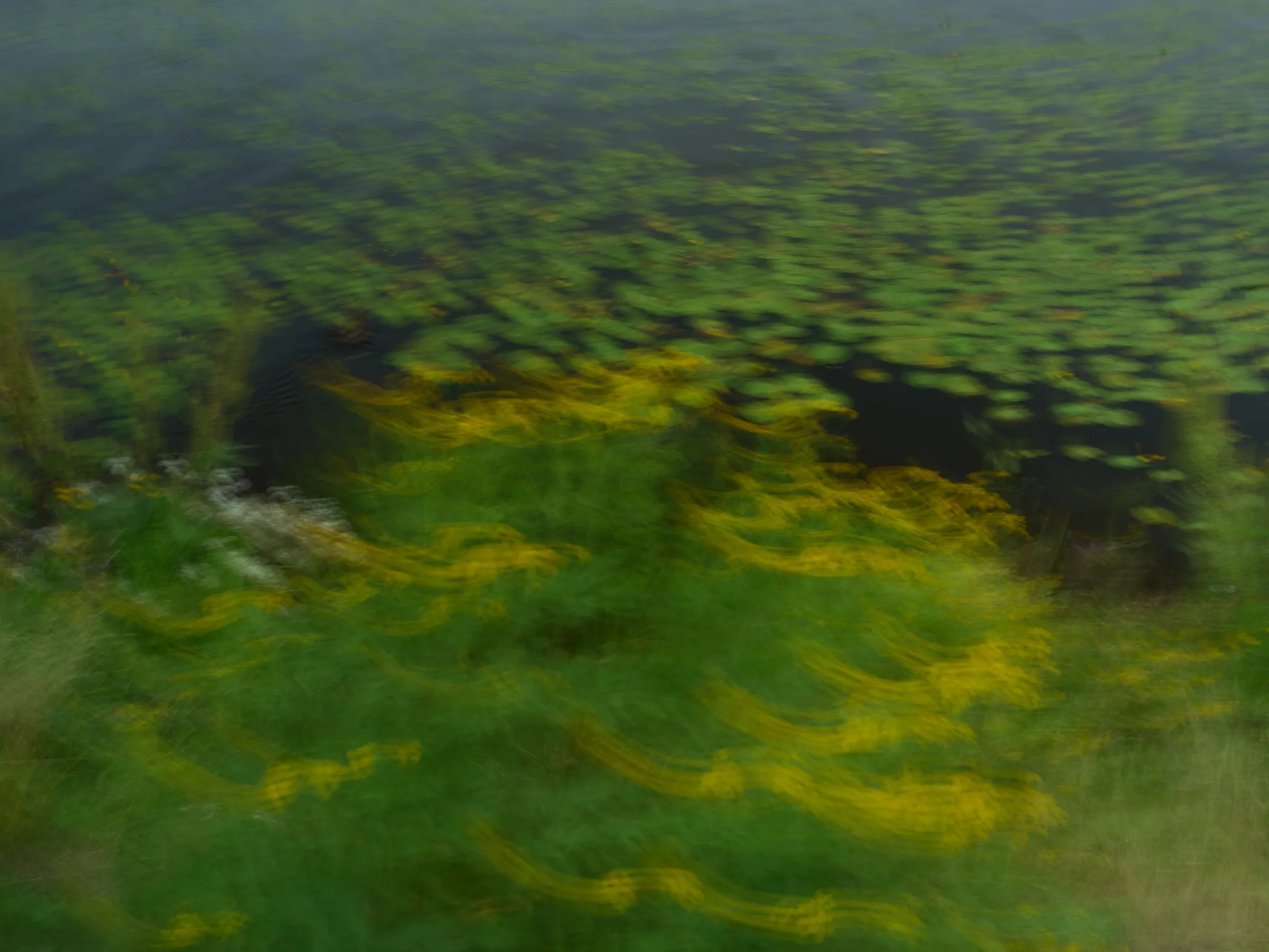 Blurred water lilies with yellow blossoms among greens