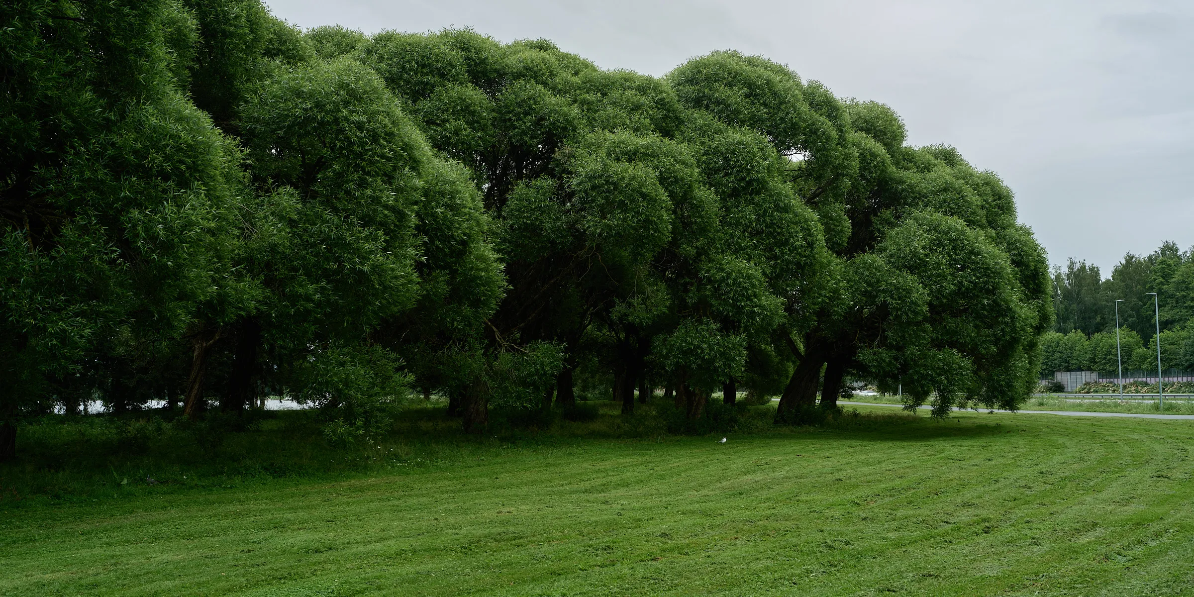 Strictly trimmed row of trees like a green cloud above a meadow