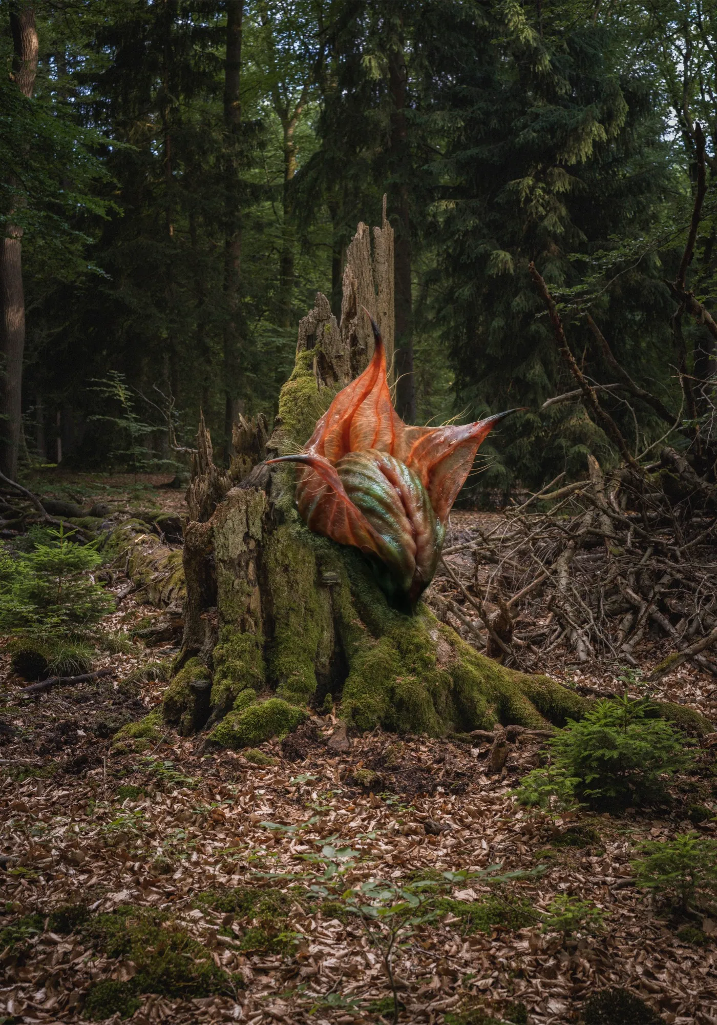 Stachelknospe