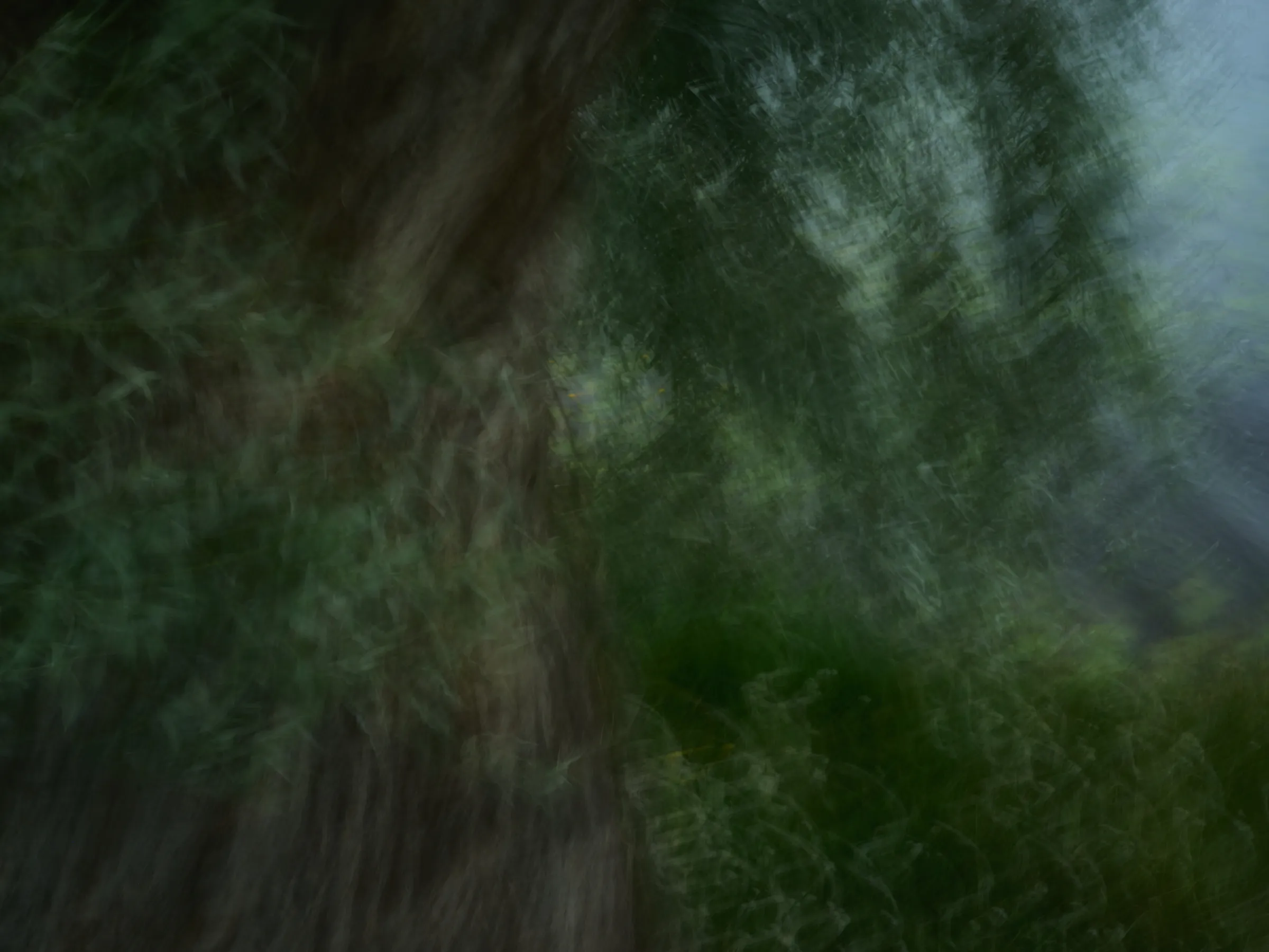 Tree trunk, dissolved into painterly motion by the movement of the camera