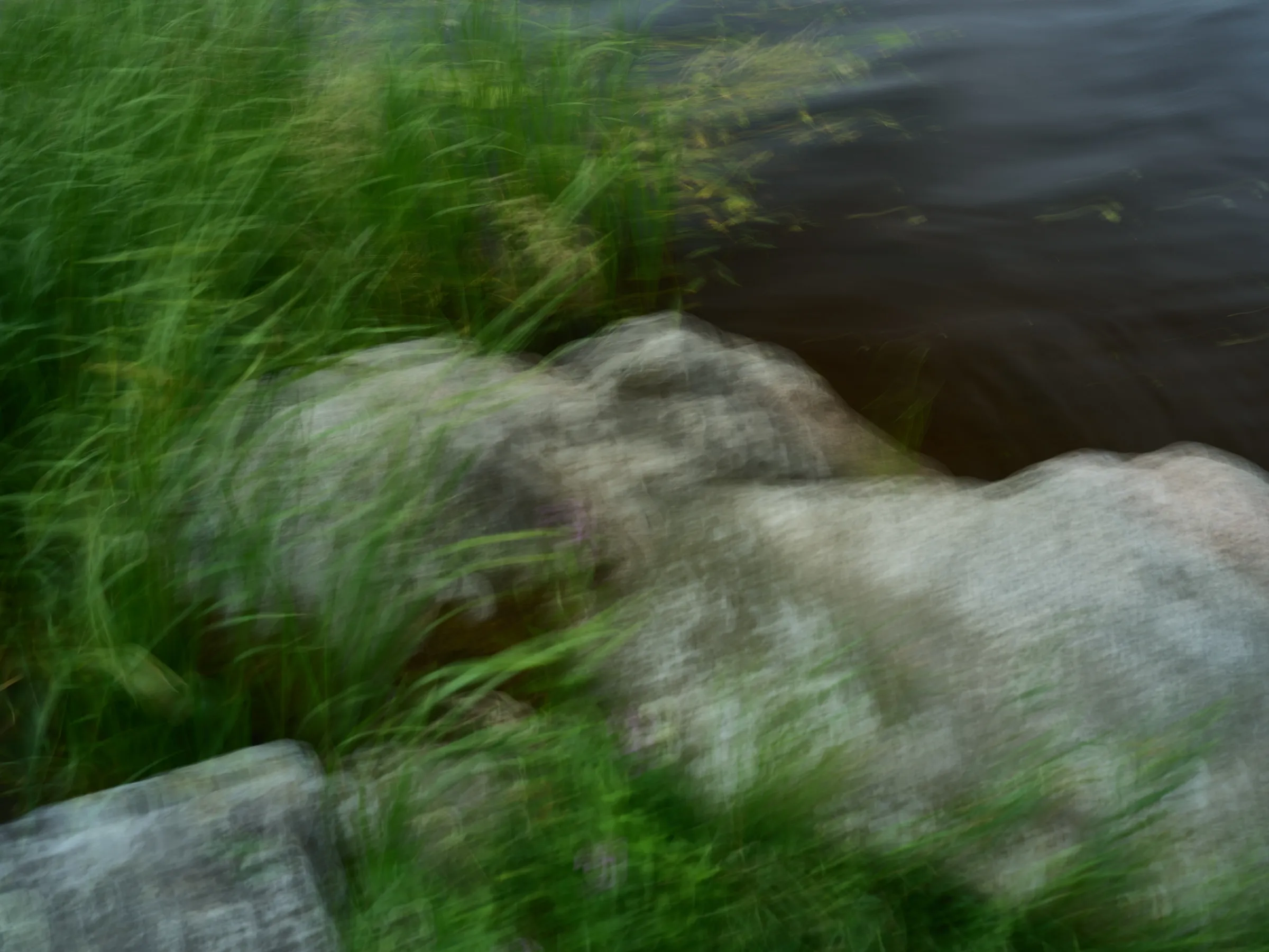Light stones at the lakeshore among moving grass