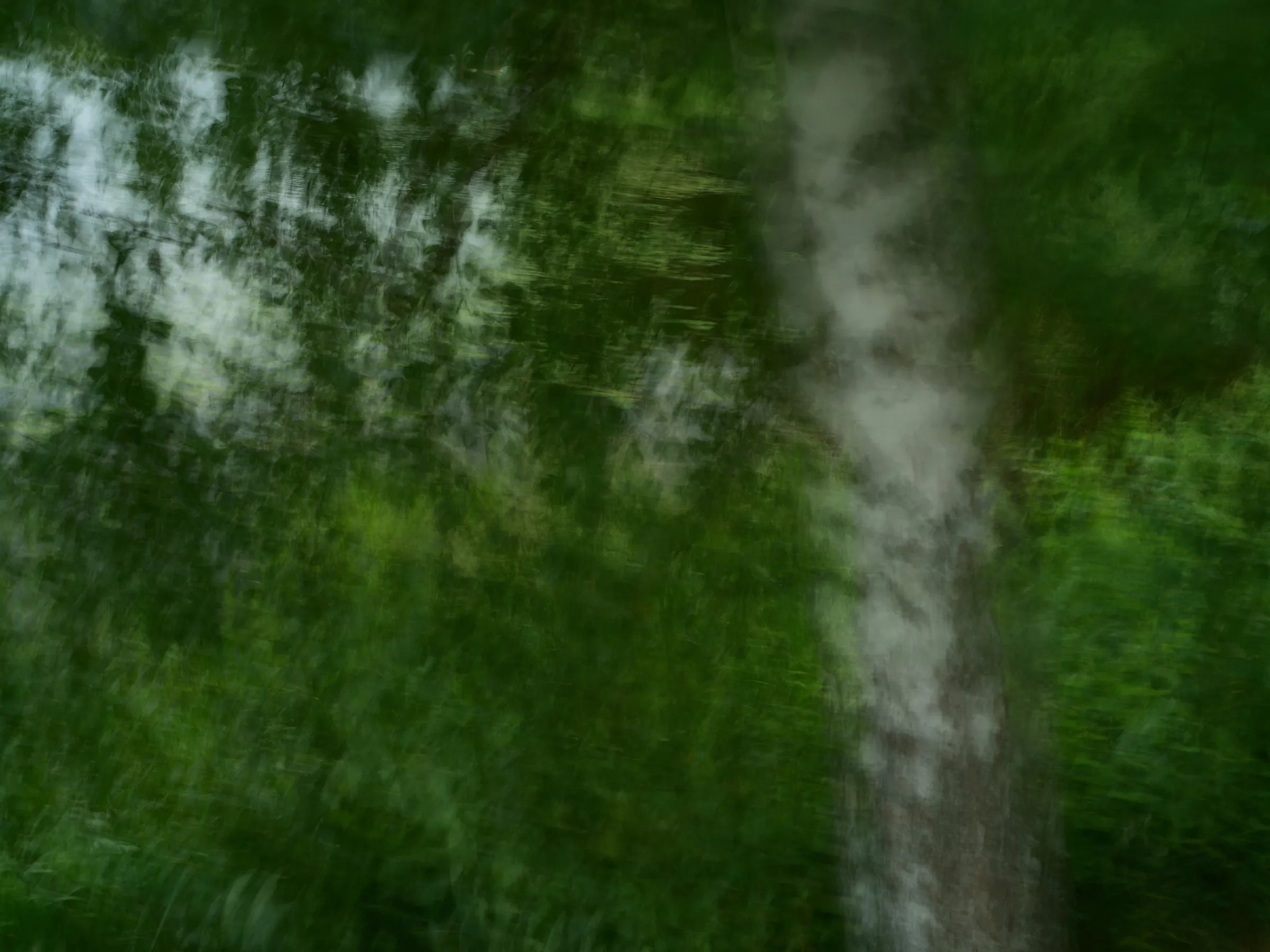 Birch trunk among flowing green