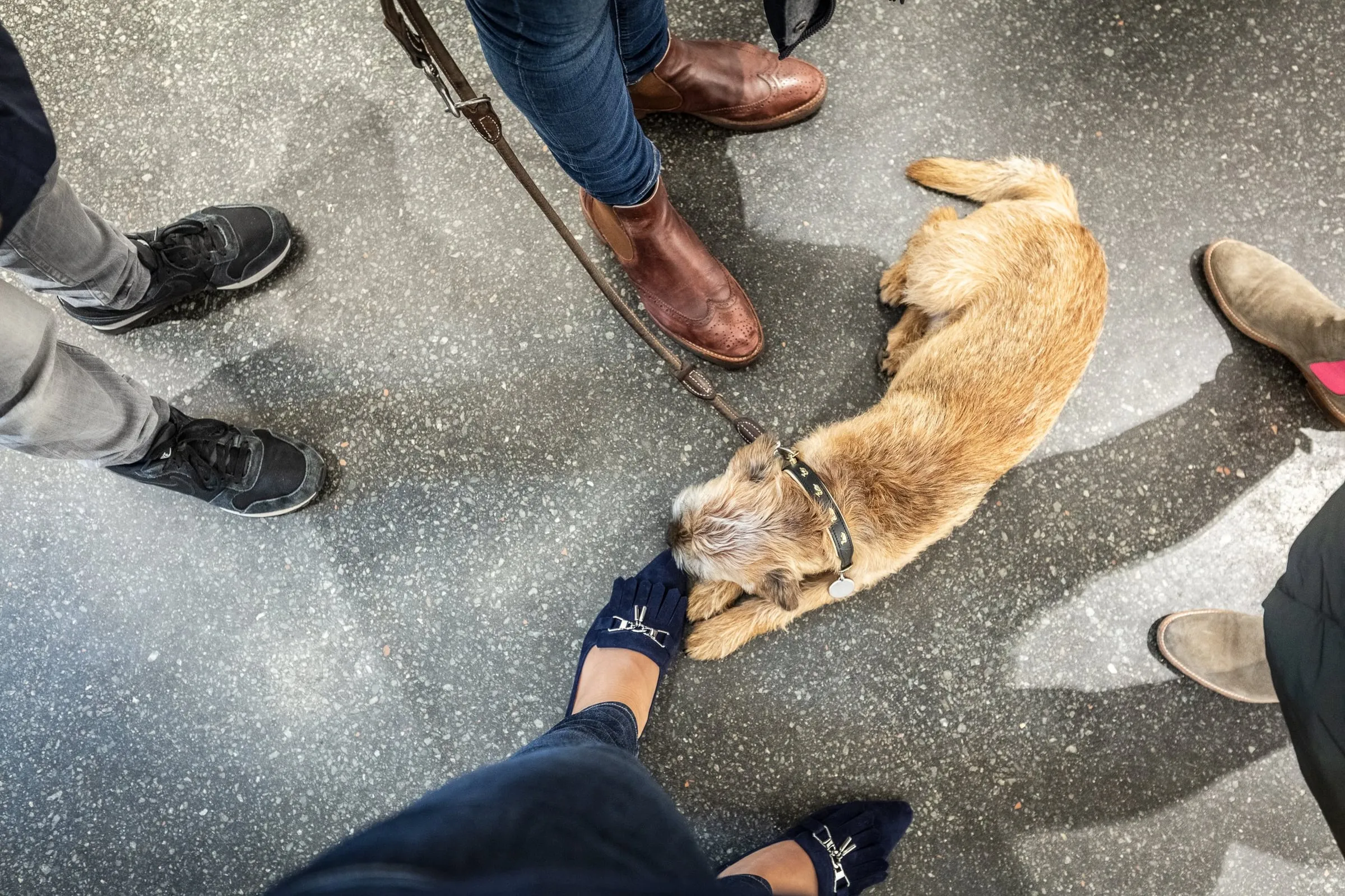 Kleiner Hund liegt auf dem Galerieboden zwischen den Füßen mehrerer Besucher