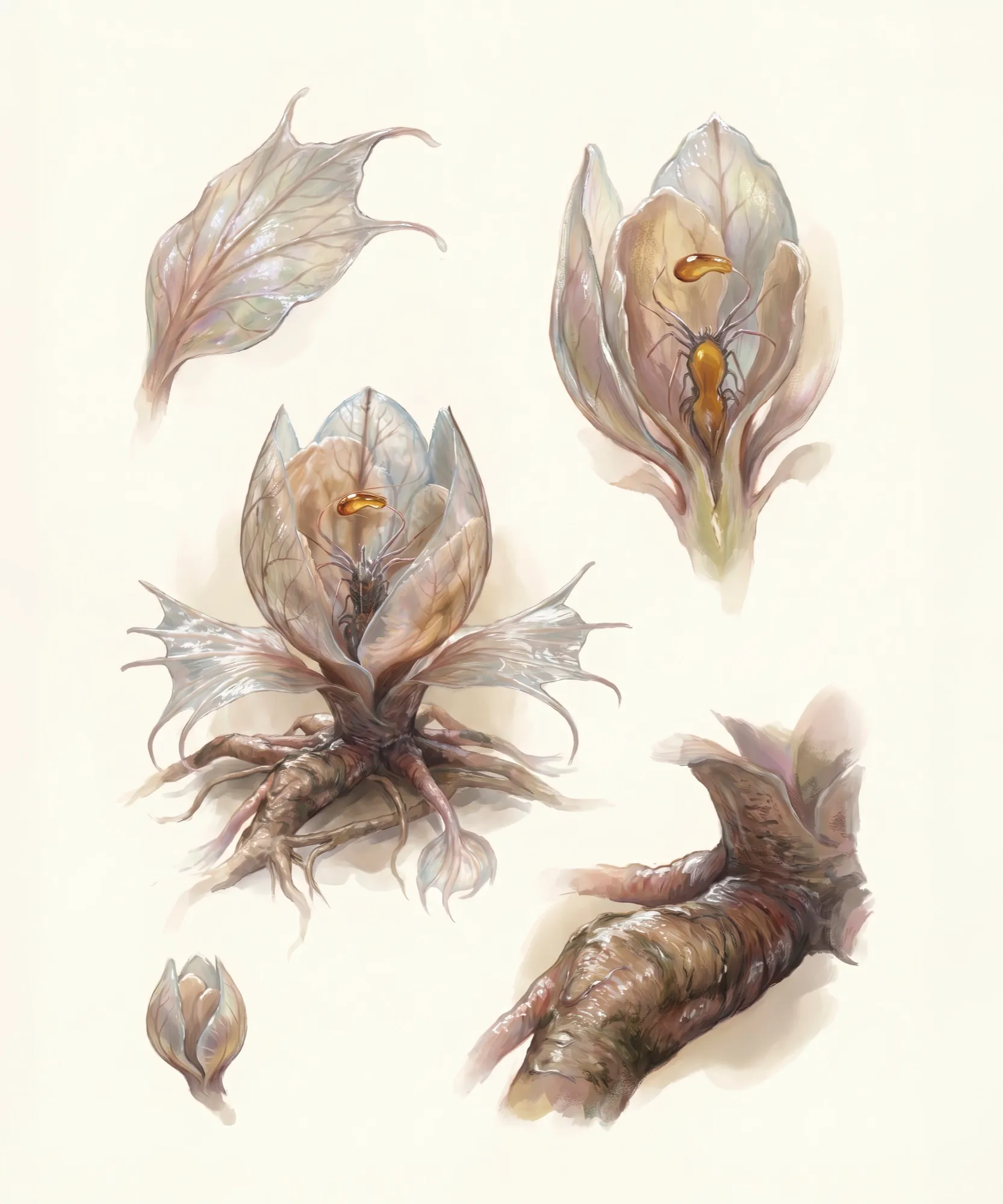 Herbarium · Keimform