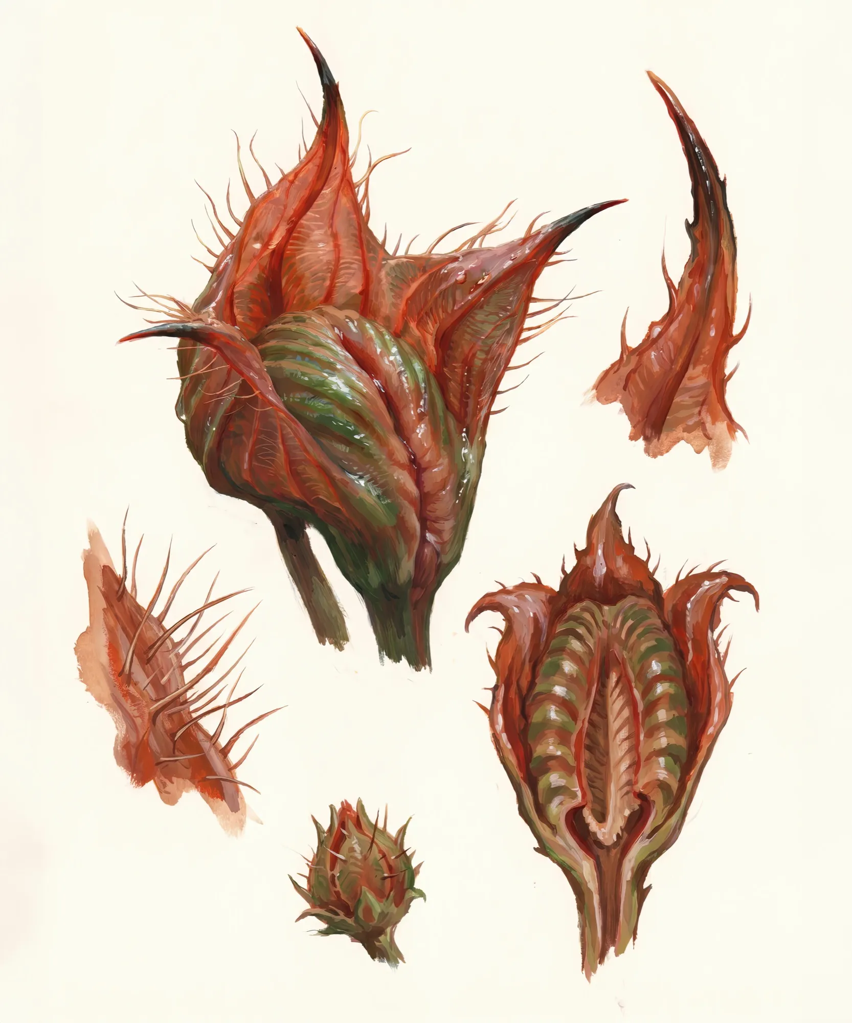 Herbarium · Stachelknospe