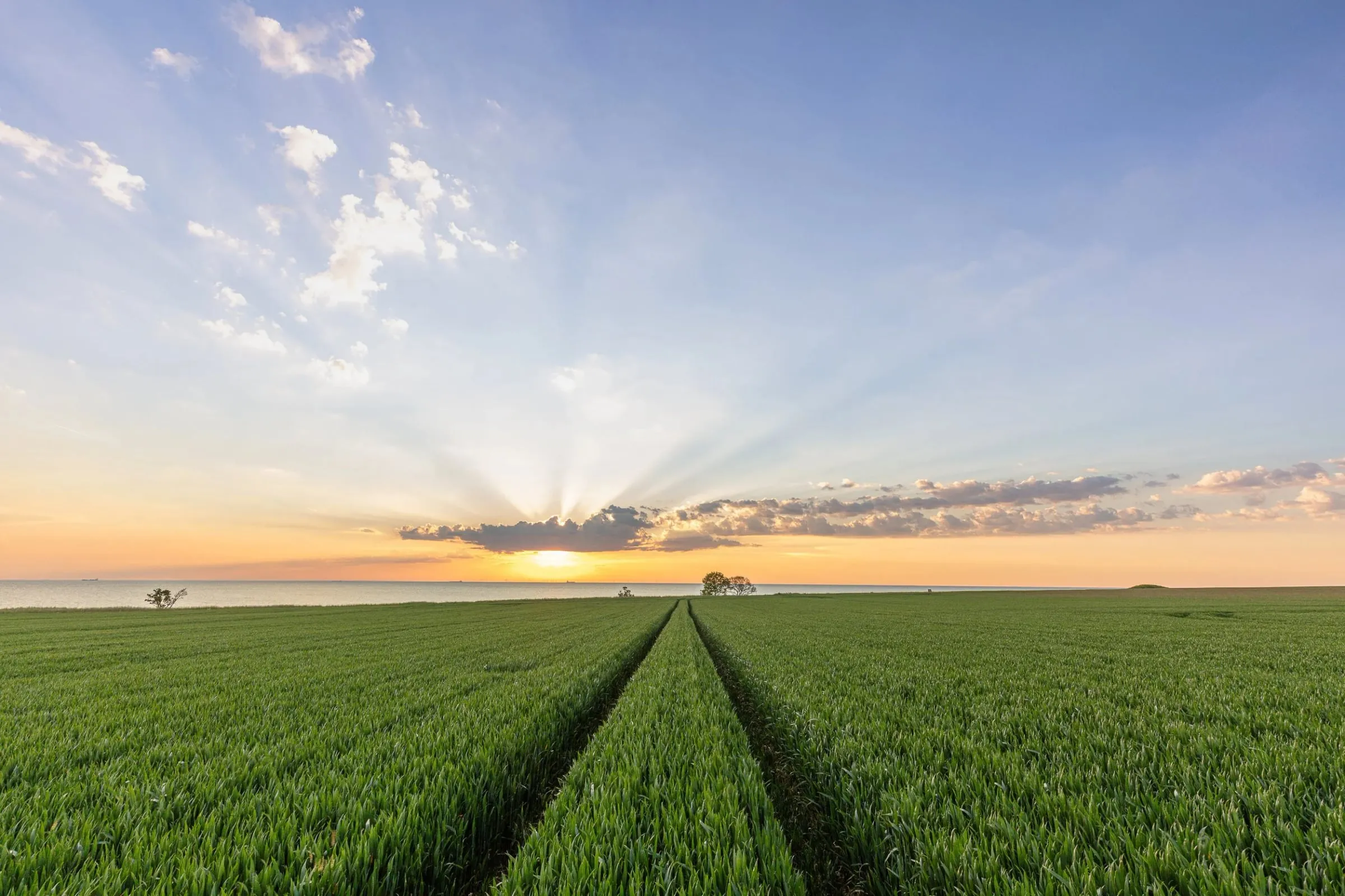 Junges Getreidefeld mit Fahrspur bis zum Horizont, Sonnenuntergang mit Wolkenstrahlen am Himmel
