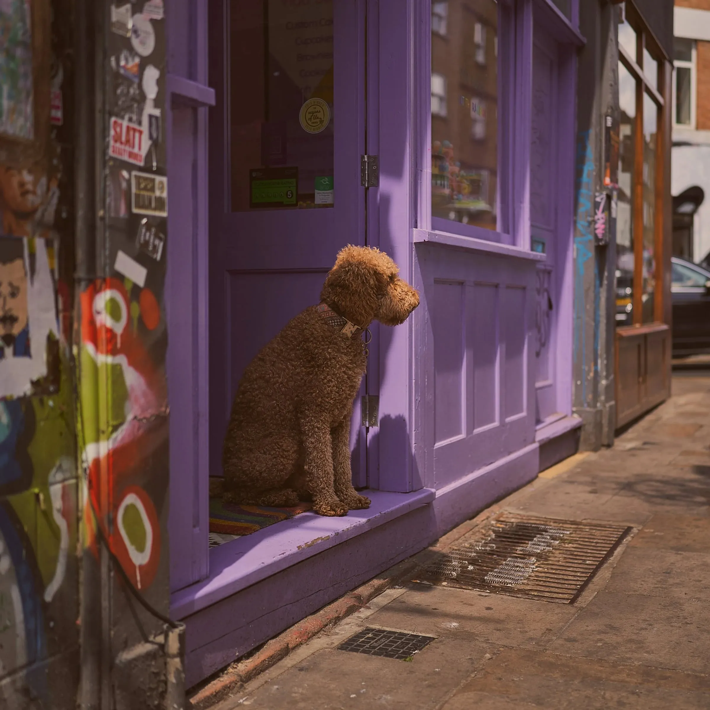 Brauner Hund sitzt im Eingang eines violett gestrichenen Ladens, Gehweg mit Graffiti