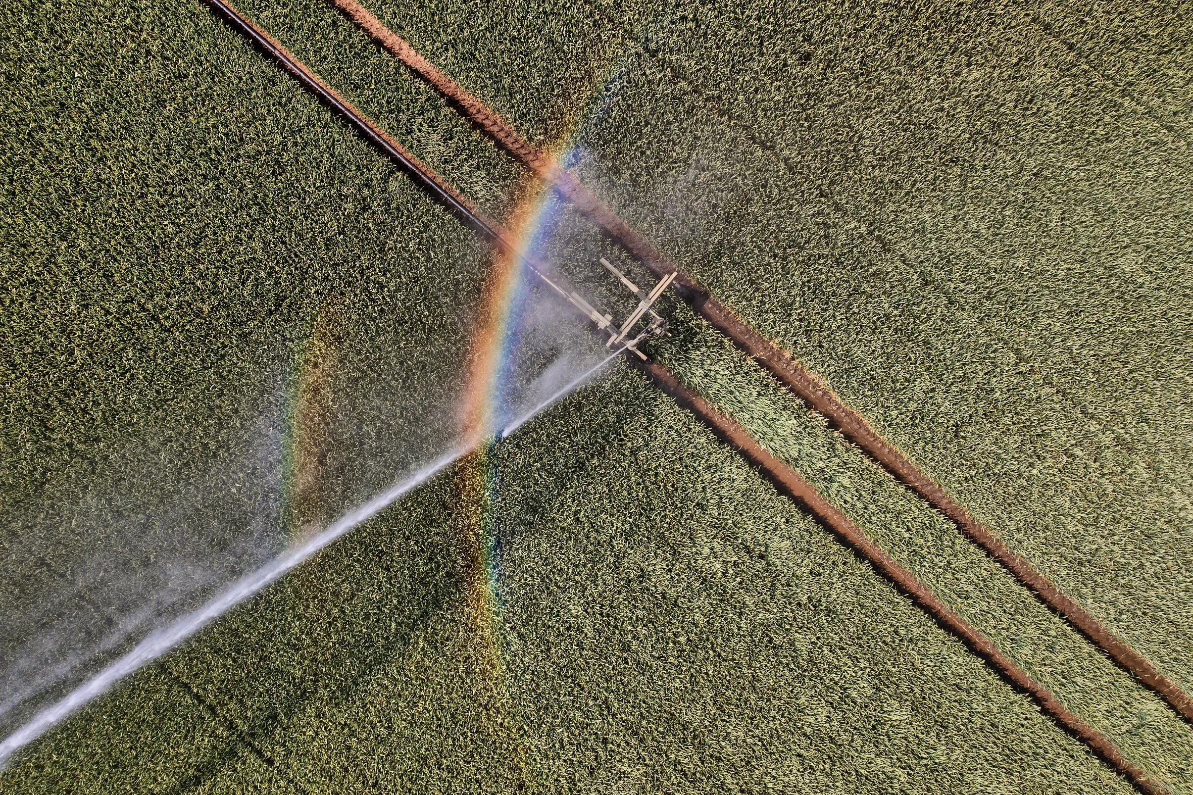 Luftaufnahme einer Feldberegnung, Wassersprühregen mit Regenbogen über grünem Feld mit Fahrspuren
