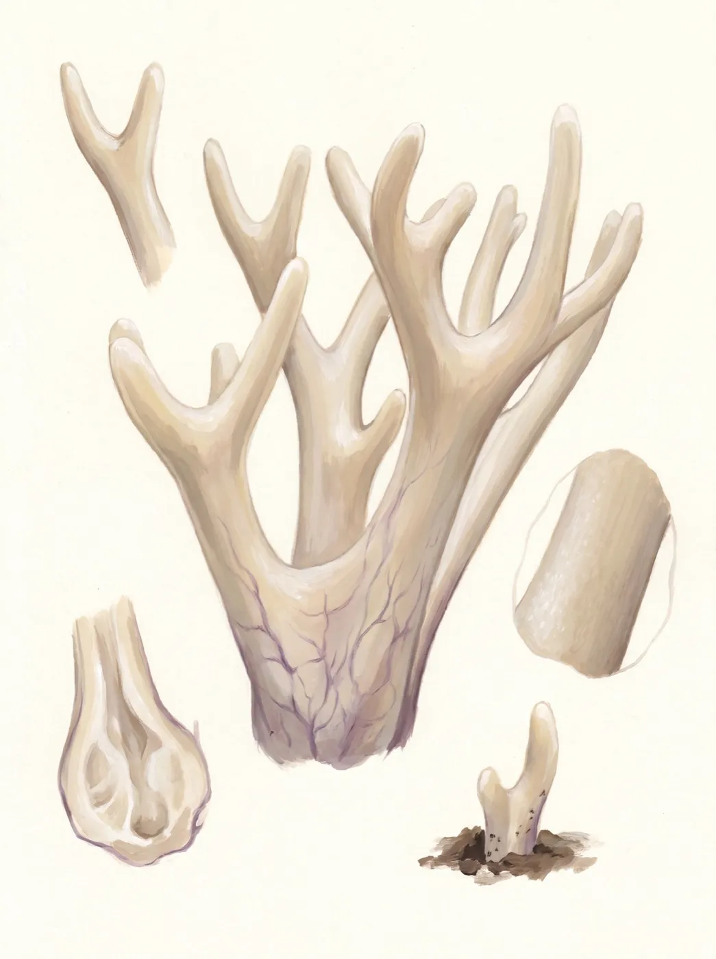 Korallenpilz