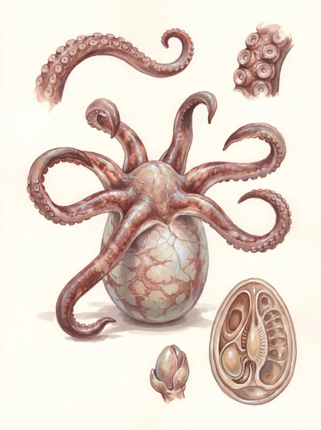 Mycoteuthis silvatica
