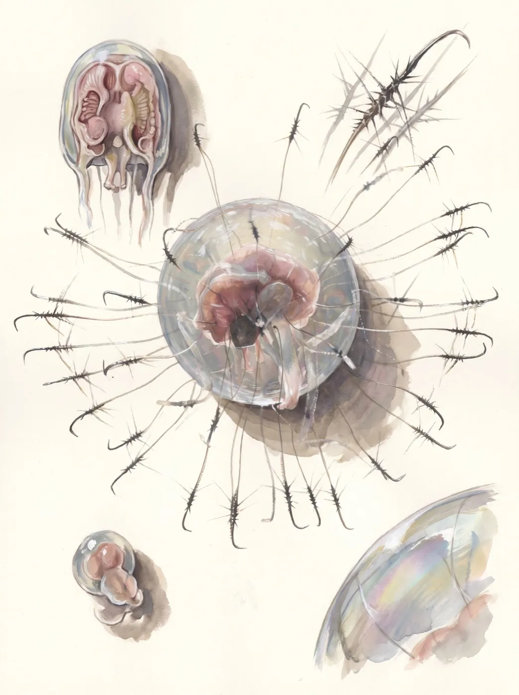 Vesica errans