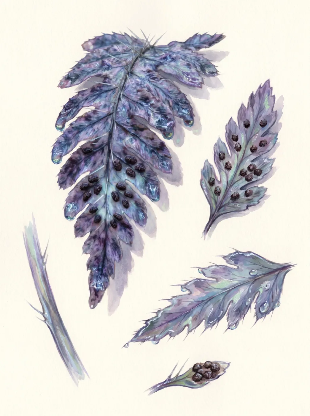 Filix venenata