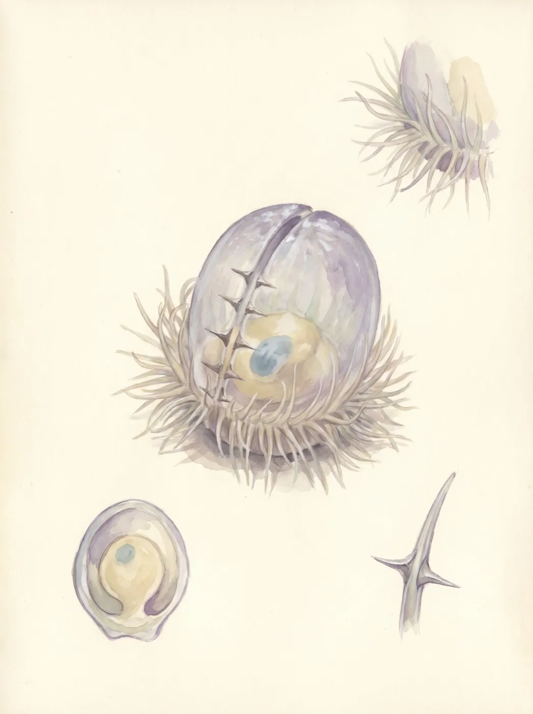 Tentakelschote