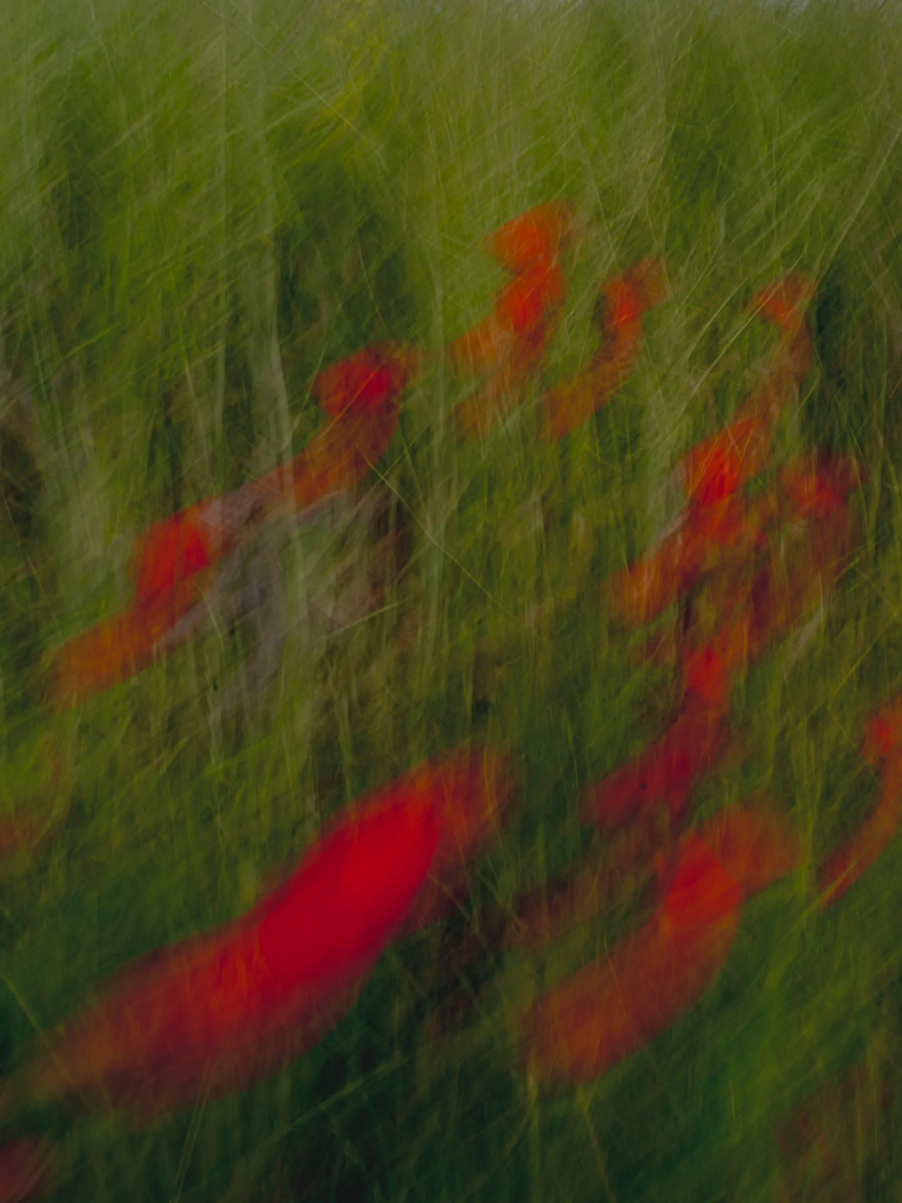 Fragment XXIV