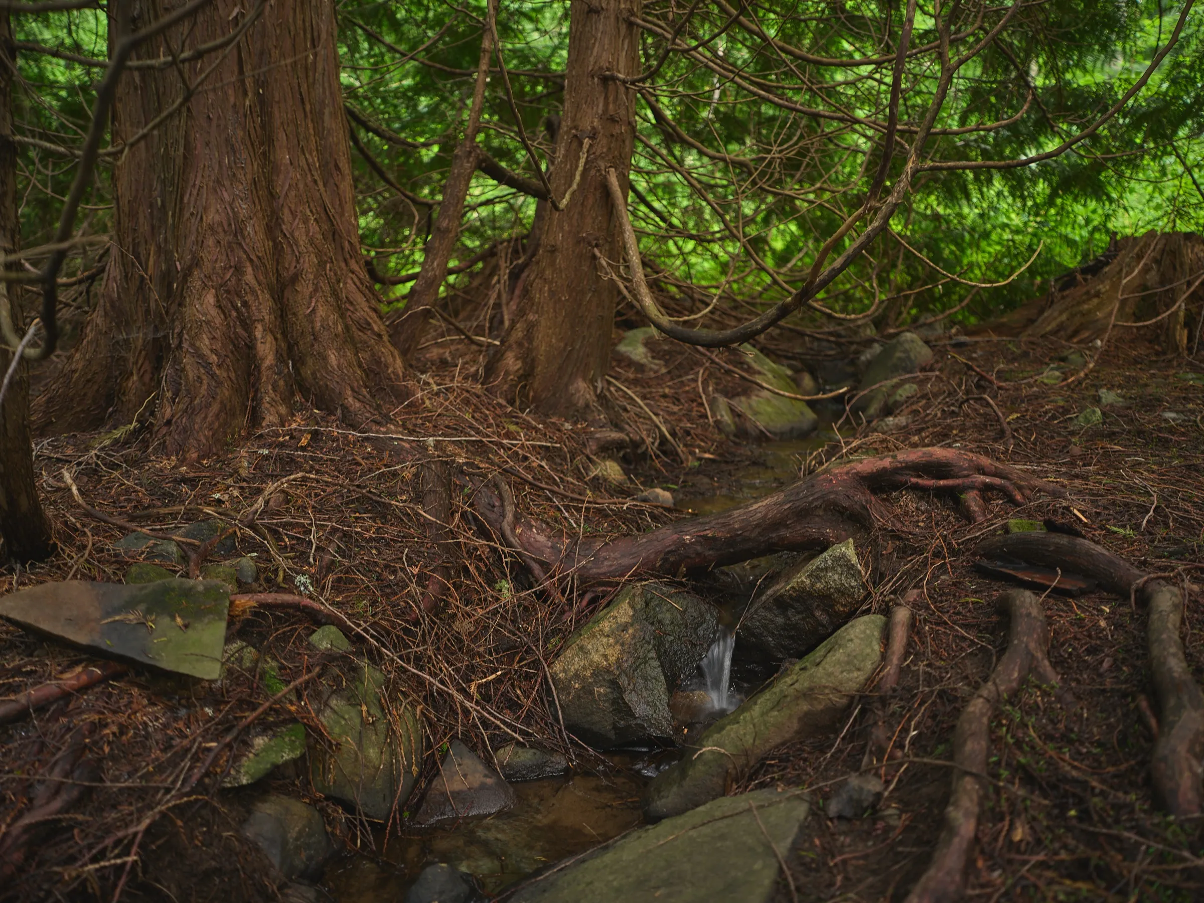 Roots and a small stream between the thuja trunks