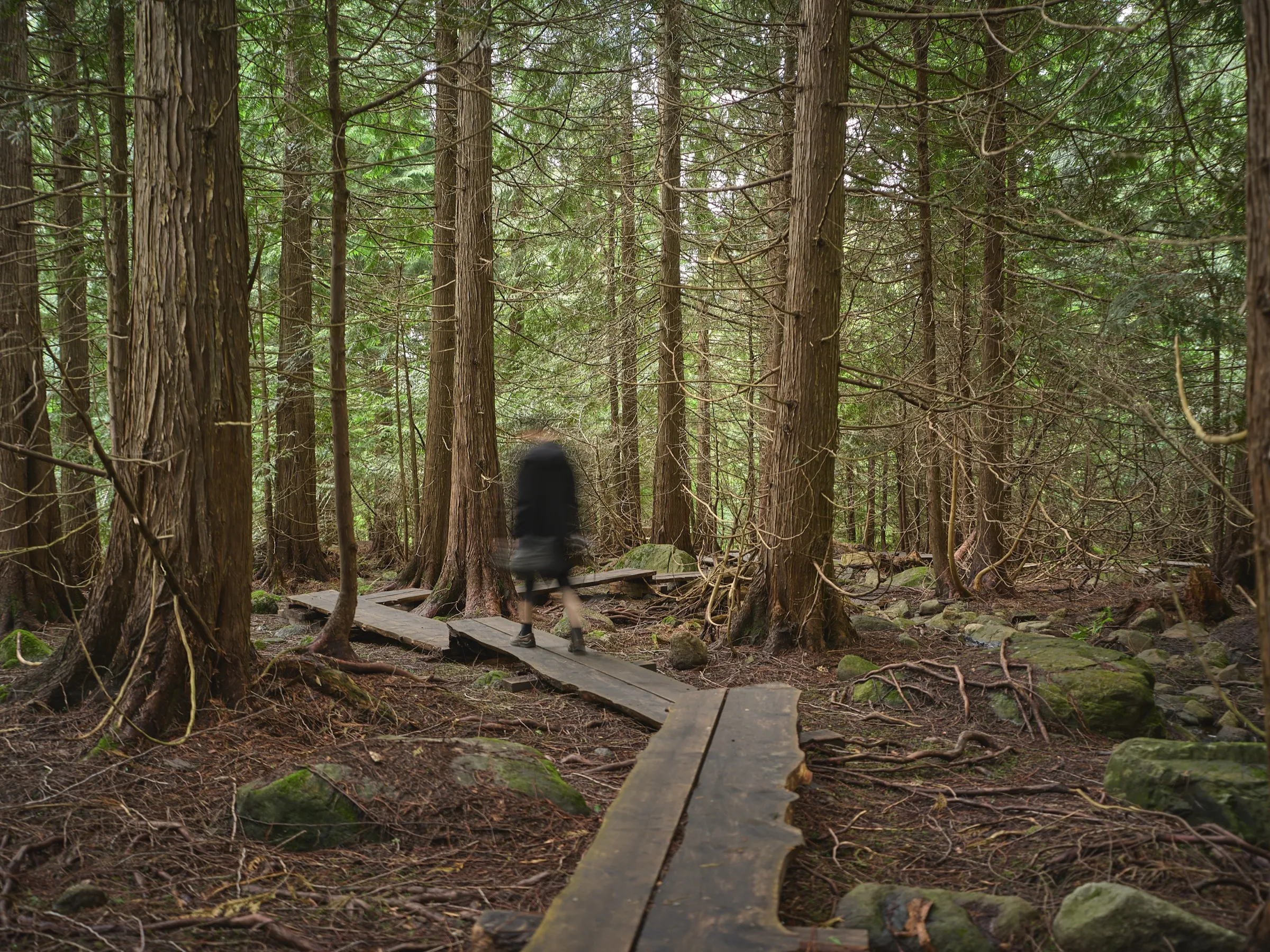 Plank path in the thuja forest, a motion-blurred figure at the end of the path