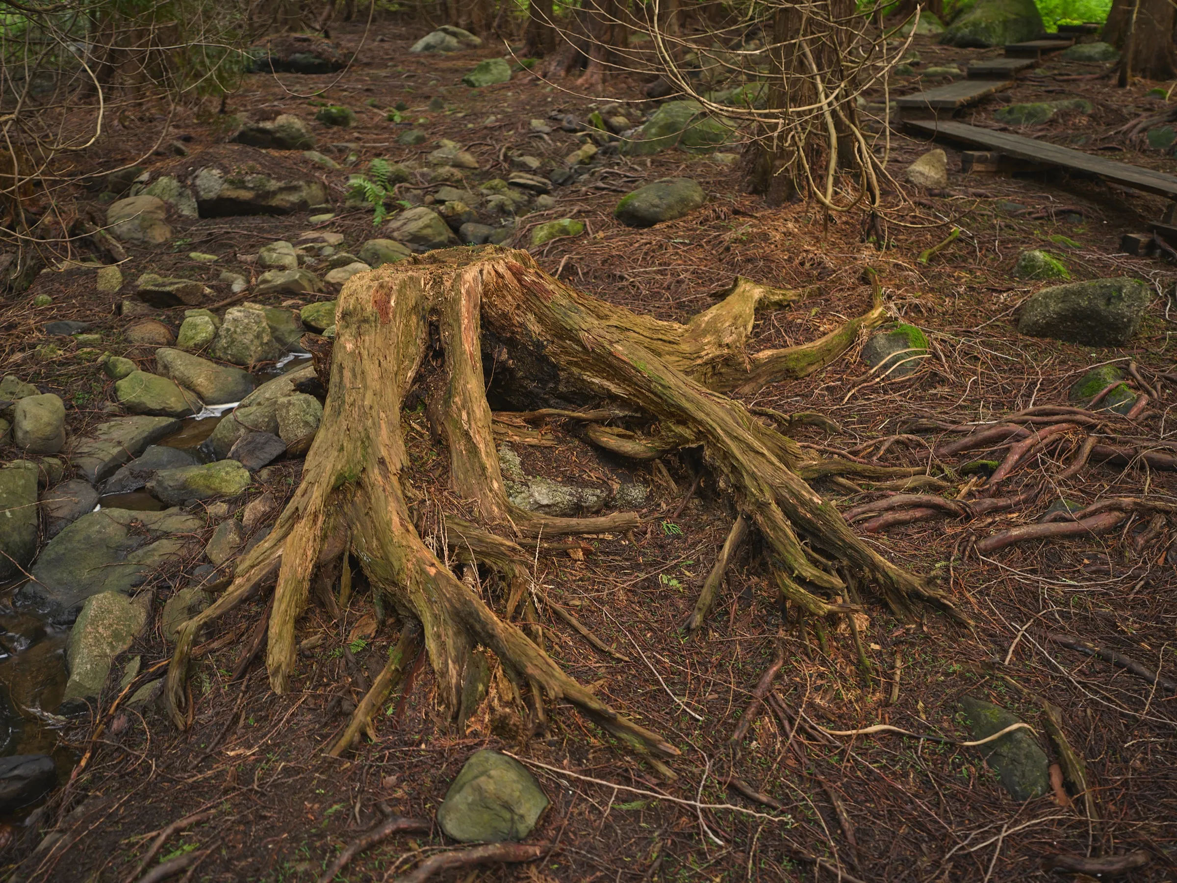 Exposed root stump like a sculpture on the forest floor