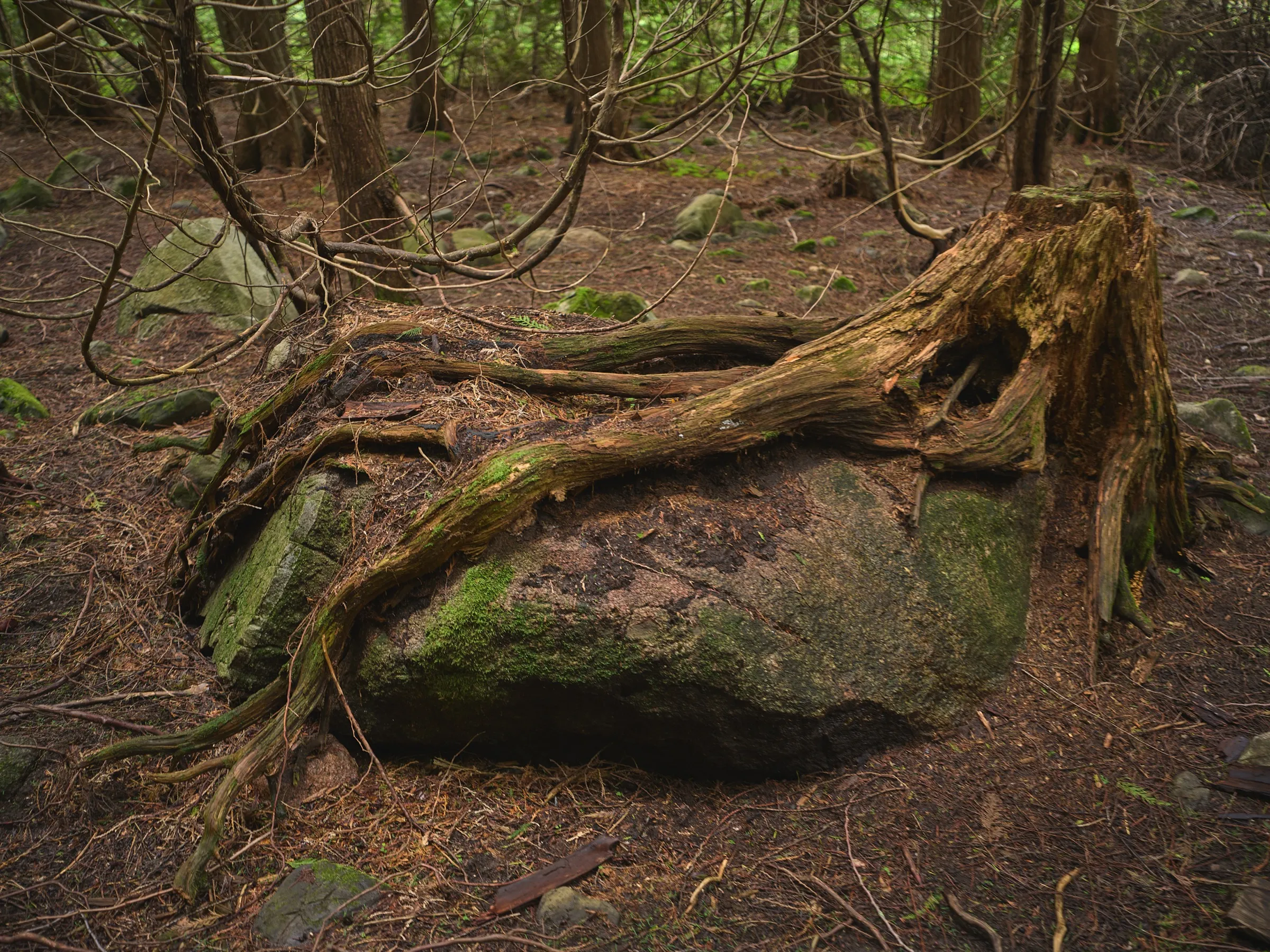 A root reaching like a hand across a mossy boulder