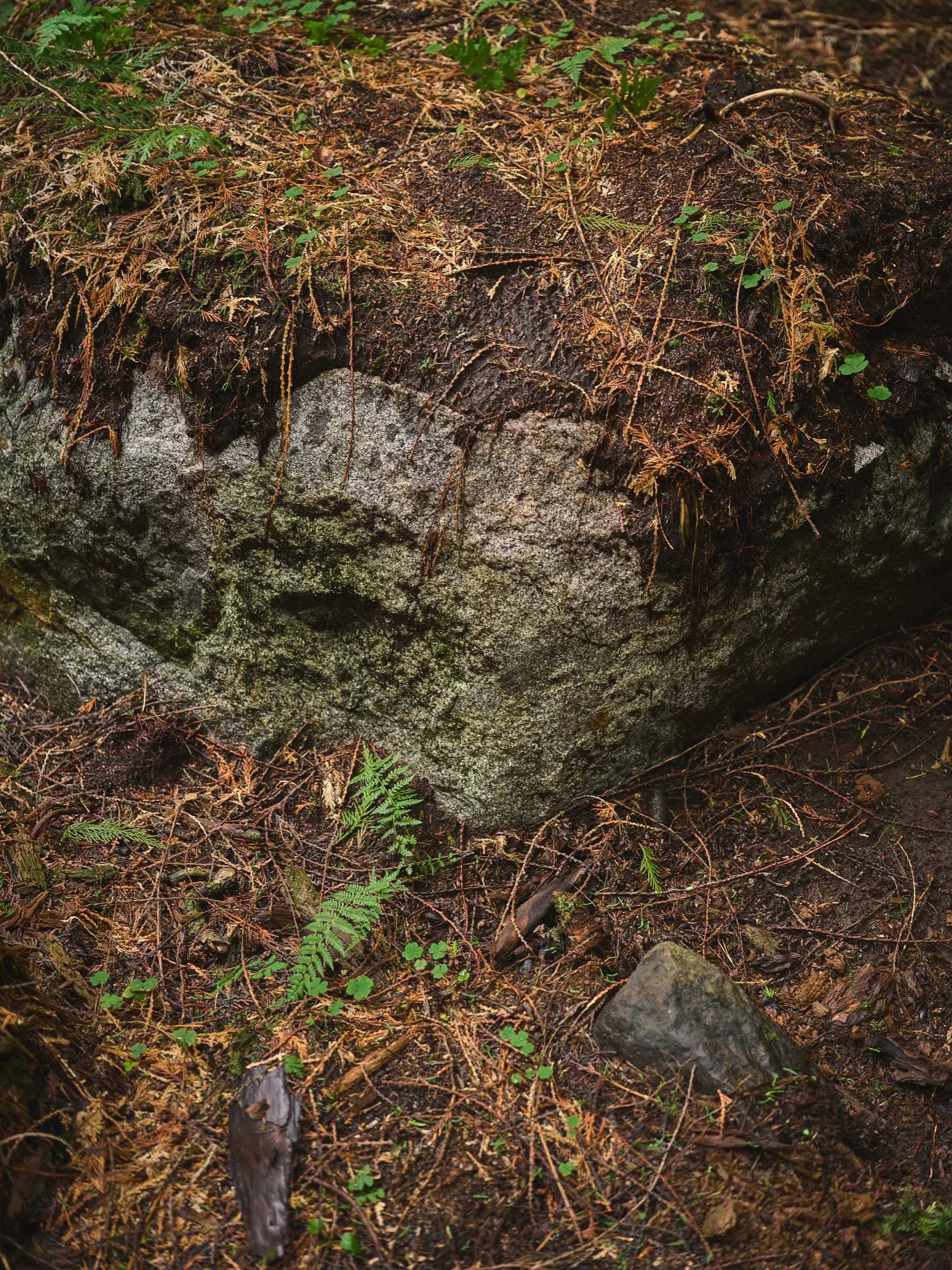Mossy rock edge between needles and ferns, as if hewn, portrait format