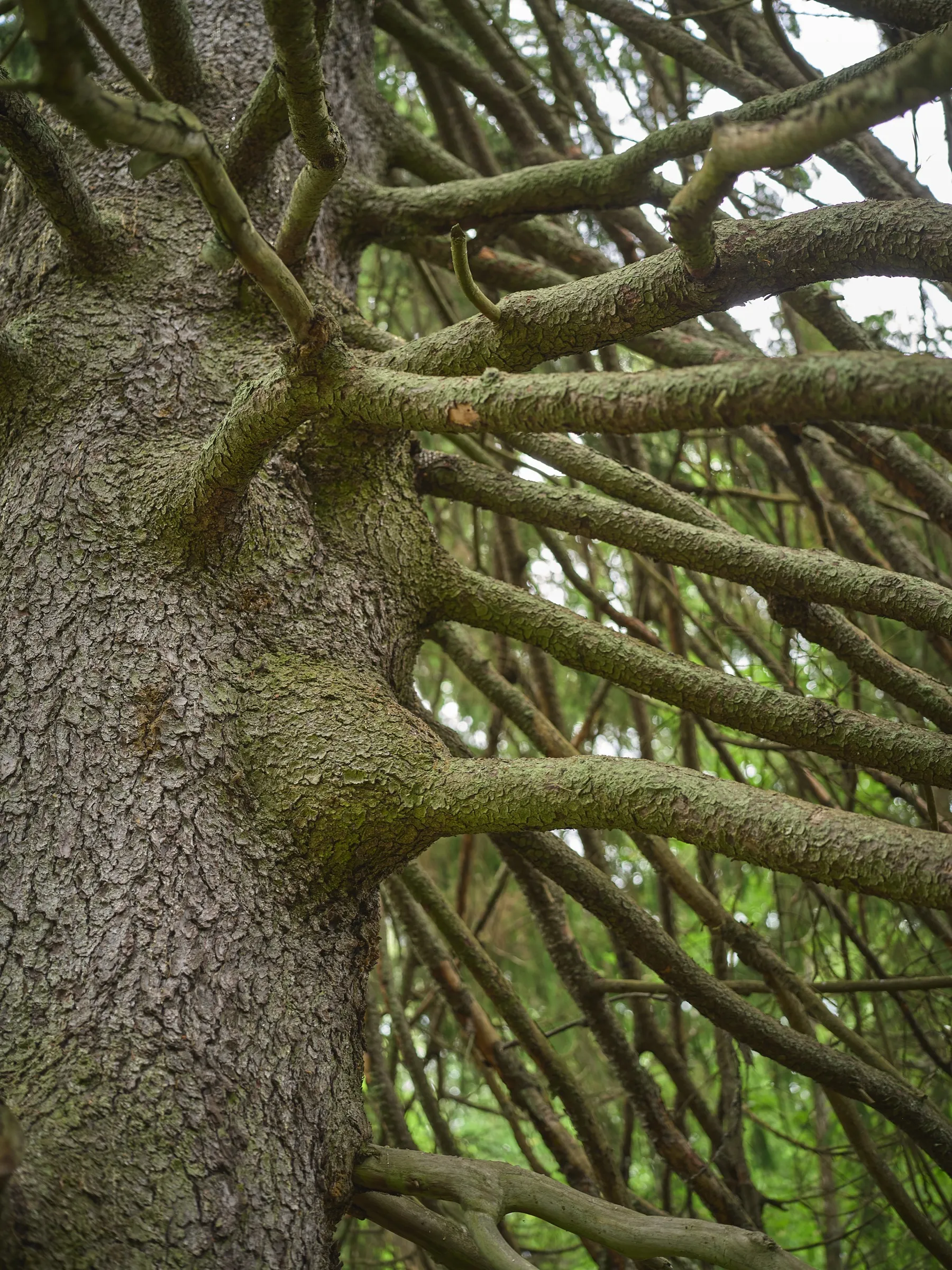 Dense weave of bare branches on a spruce trunk, portrait format