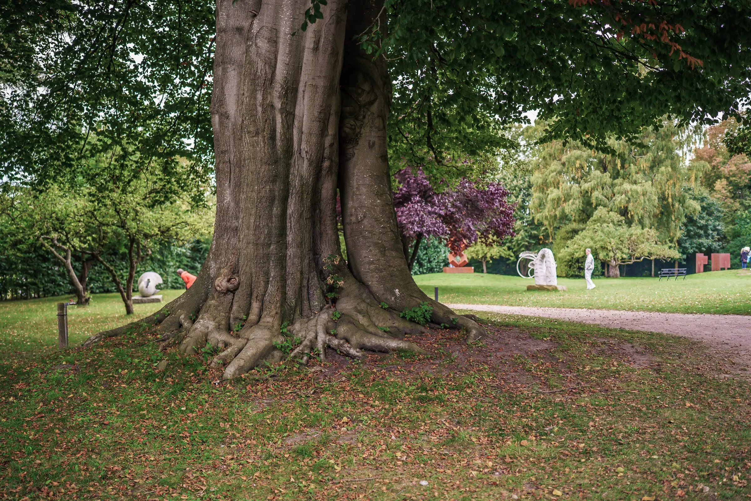 A mighty beech with wide roots, sculptures far away in the park