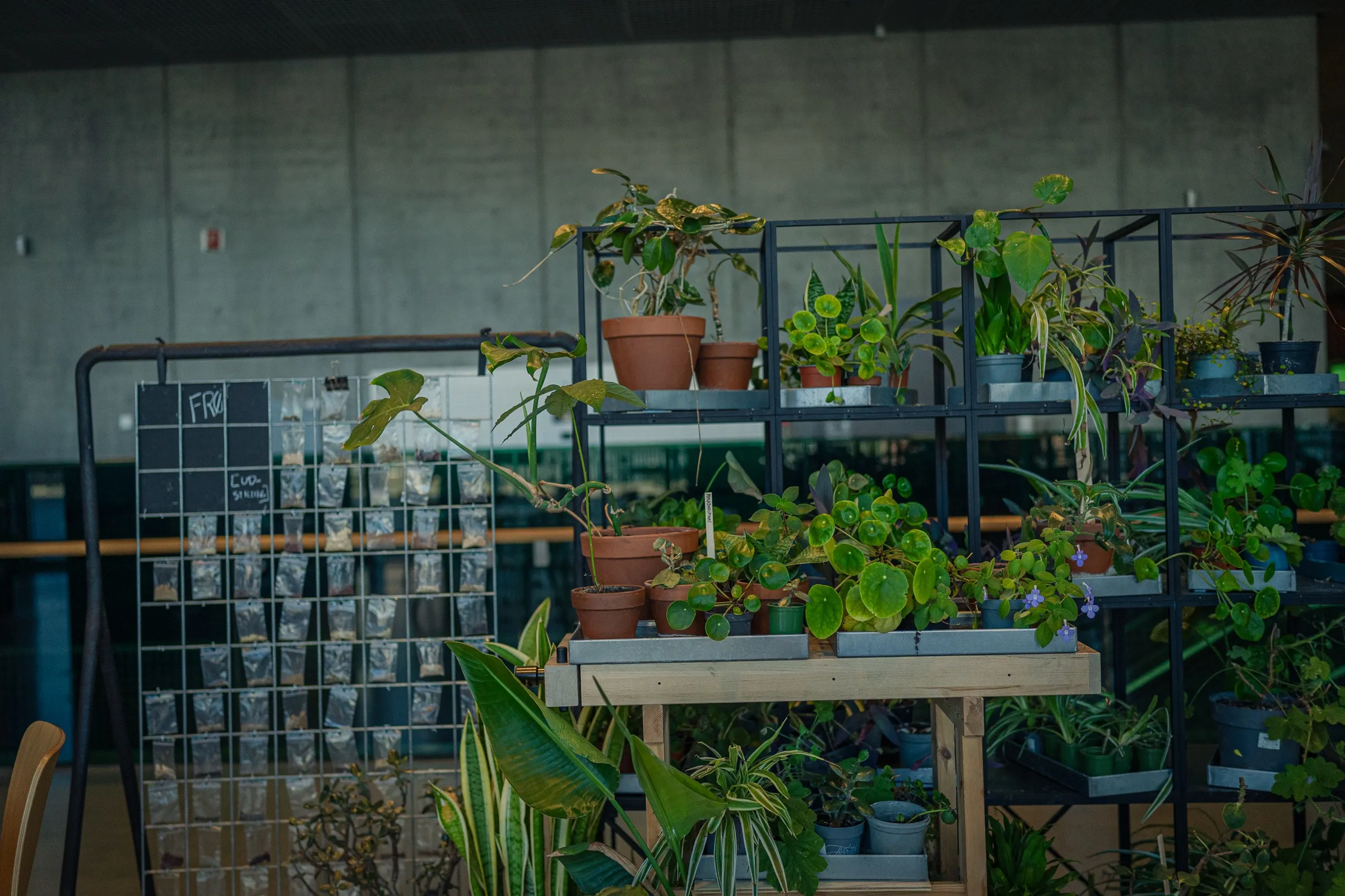 A shelf full of potted plants in front of a concrete wall