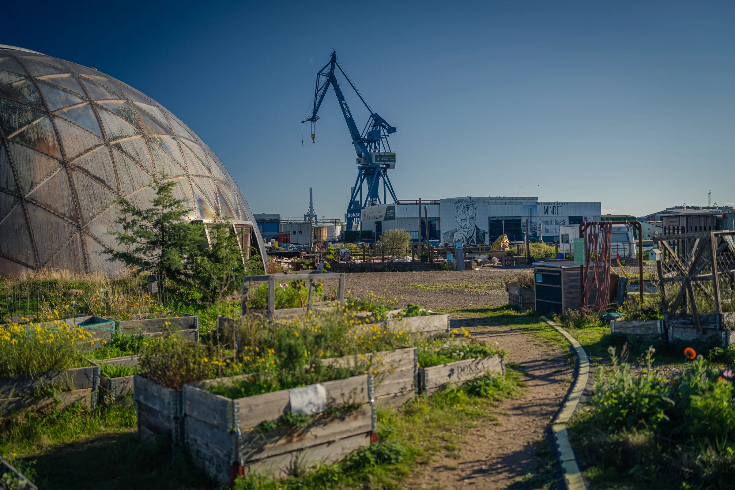 Wooden raised beds, a path and trees, the dome and a crane behind