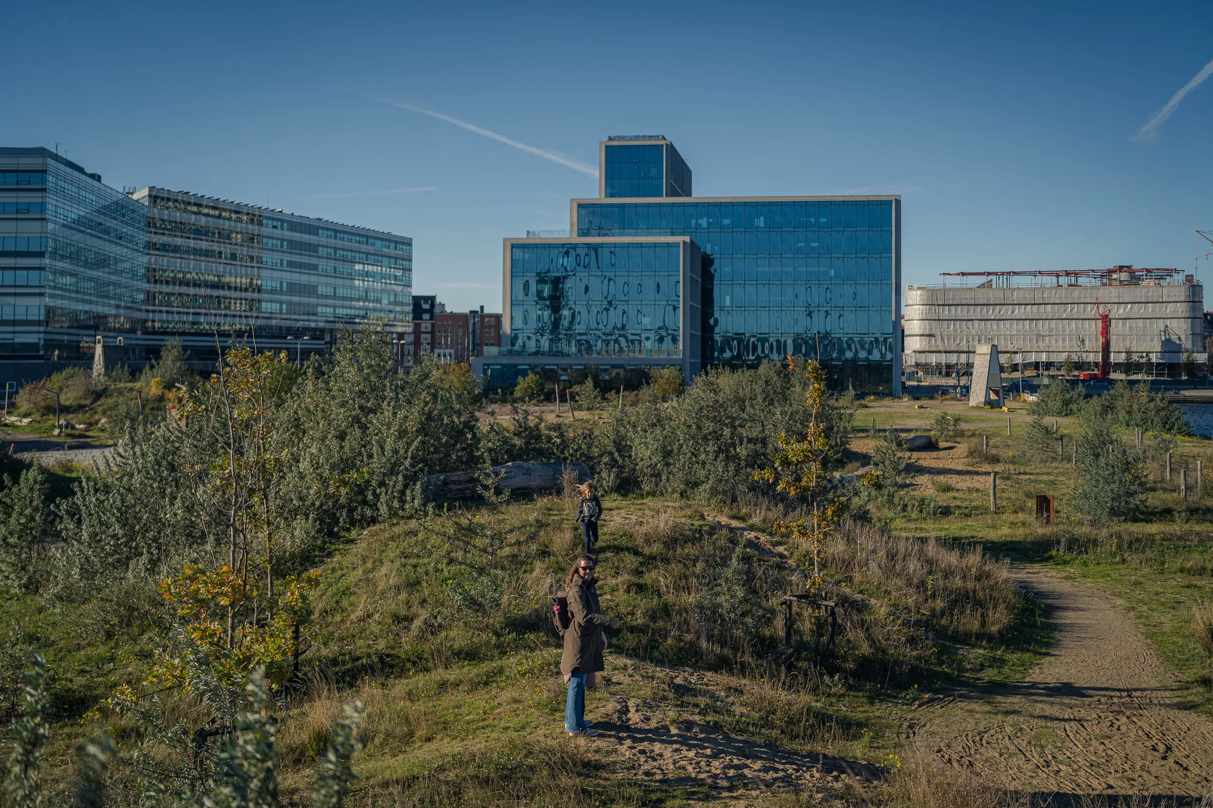 A wild park with grasses and shrubs, modern glass office buildings behind