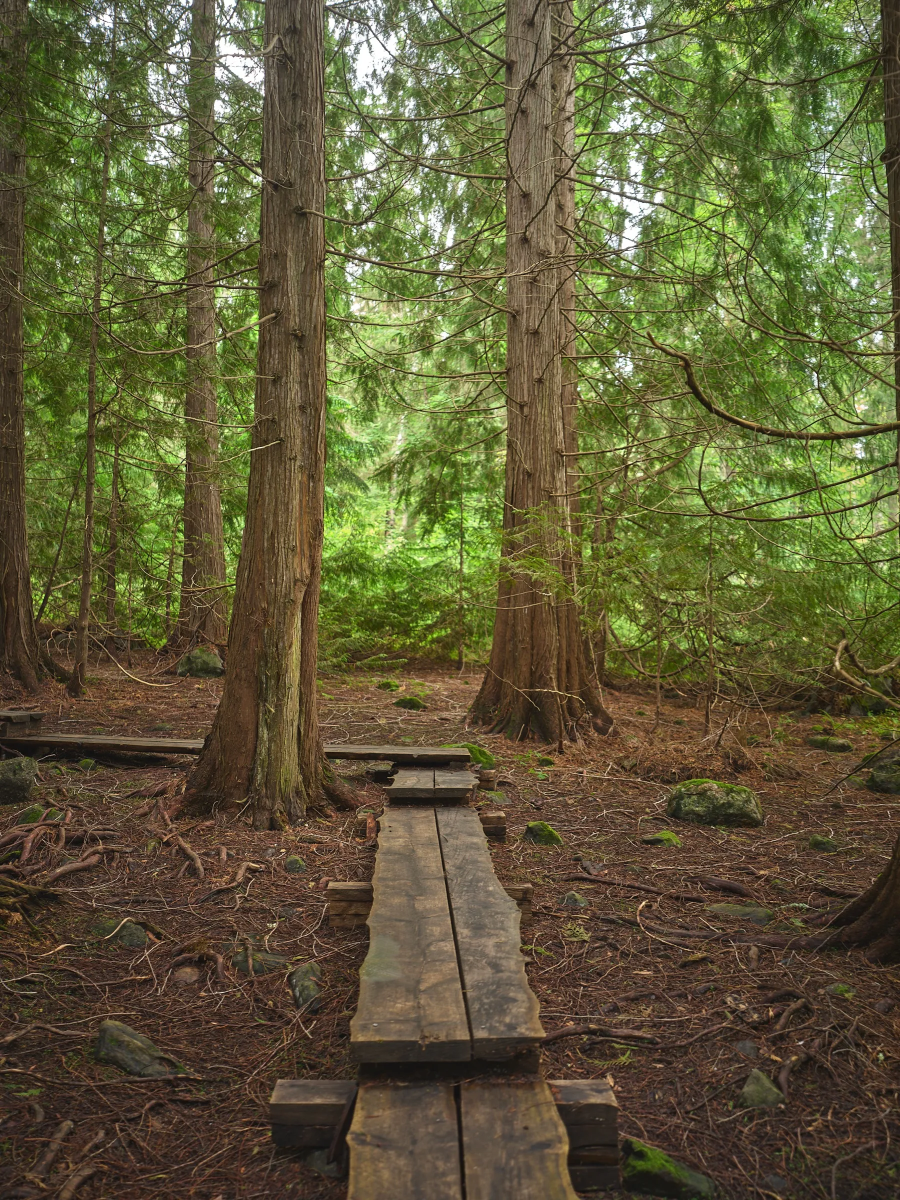 Boardwalk leading through tall thuja trunks into the depth of the forest