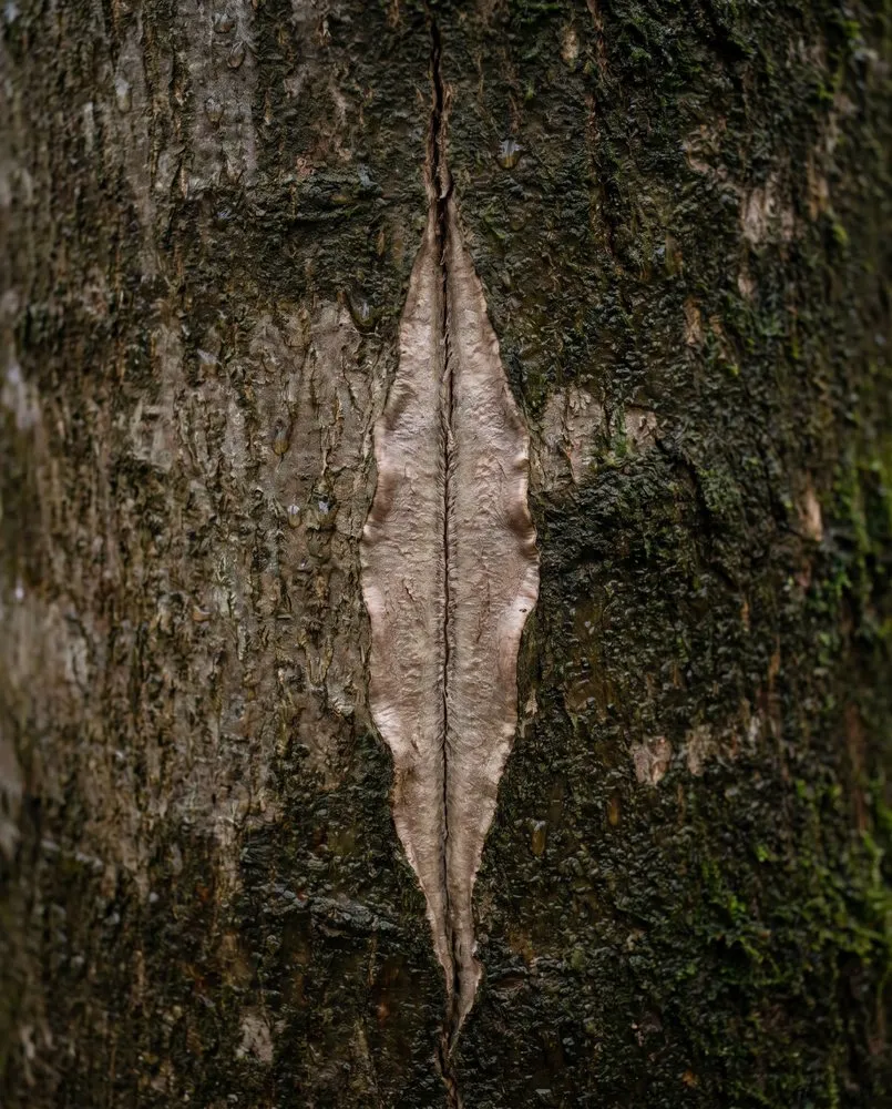 Barely visible crack in the bark, almost camouflaged