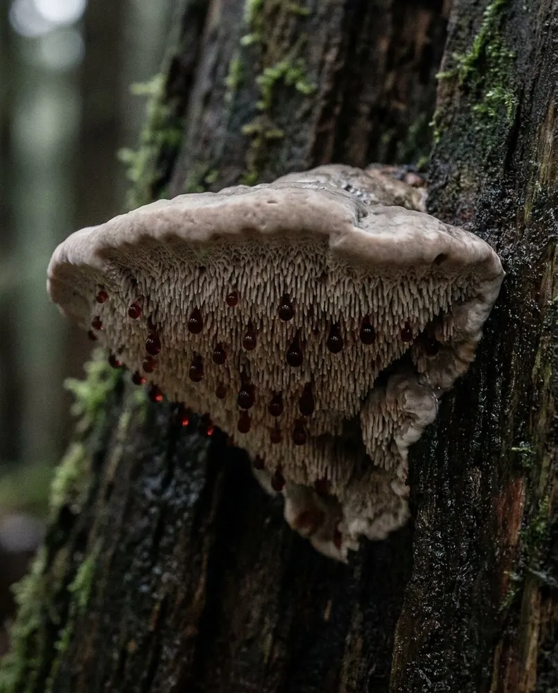 Bracket-like fungus on a trunk