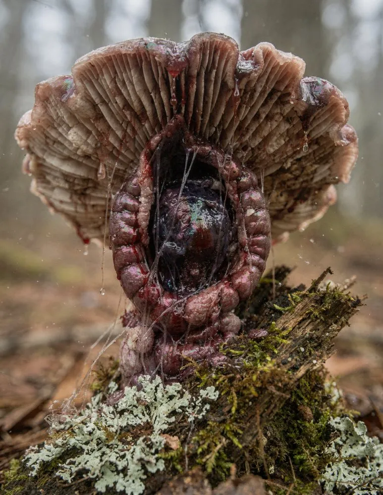 Fleshy, opened fruiting body