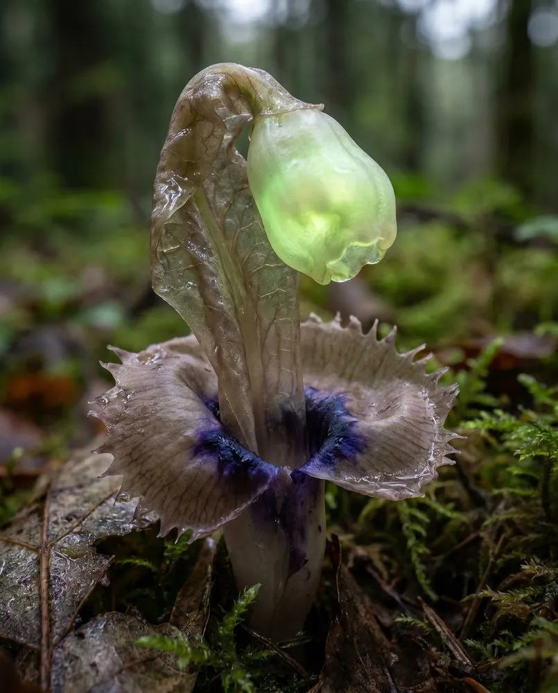 Fern with a translucent bulb