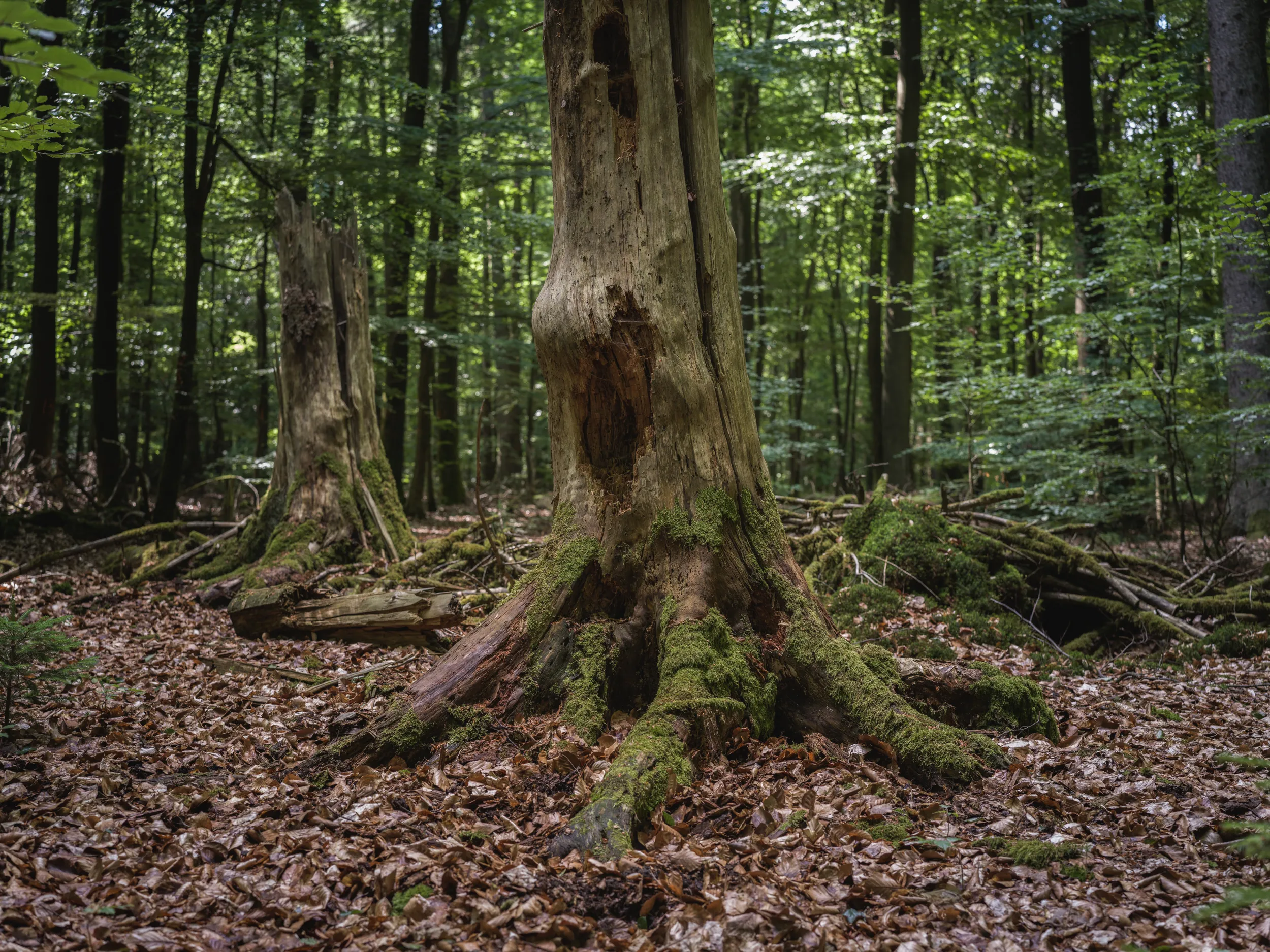 Real forest photograph from the Lüßwald near Unterlüß, an old trunk with moss, dead wood, and old leaves
